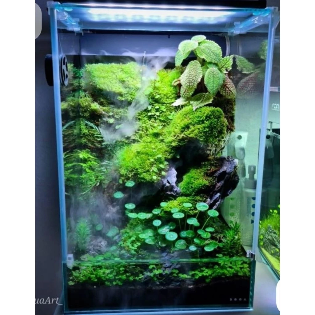 ต้นแว่นแก้ว กระถาง 8 นิ้ว ต้นใหญ่ สวนขวด terrarium สวนน้ำตก เฟิร์น บอสดิน ต้นไม้น้ำ บ่อปลา ตู้ปลา ออกซิเจน ปั๊มน้ำ บัว ภาพที่ 4