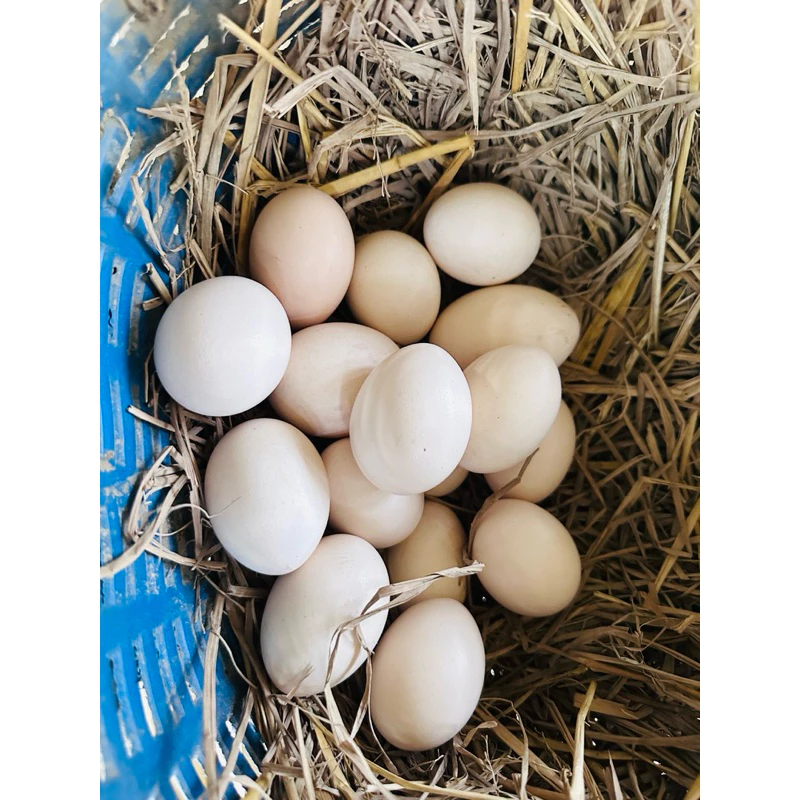 ไข่ไก่ชน/ไข่ไก่ชนพม่าสายเยียร์/ไข่เชื้อไก่ชน ภาพที่ 4