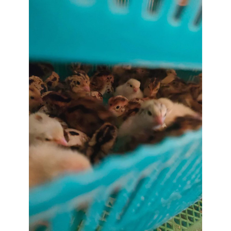 ไข่เชื้อนกกระทา ไข่เชื้อนกกระทาเผือก สดใหม่จากฟาร์มโชคดนัย ฟาร์ม ภาพที่ 4