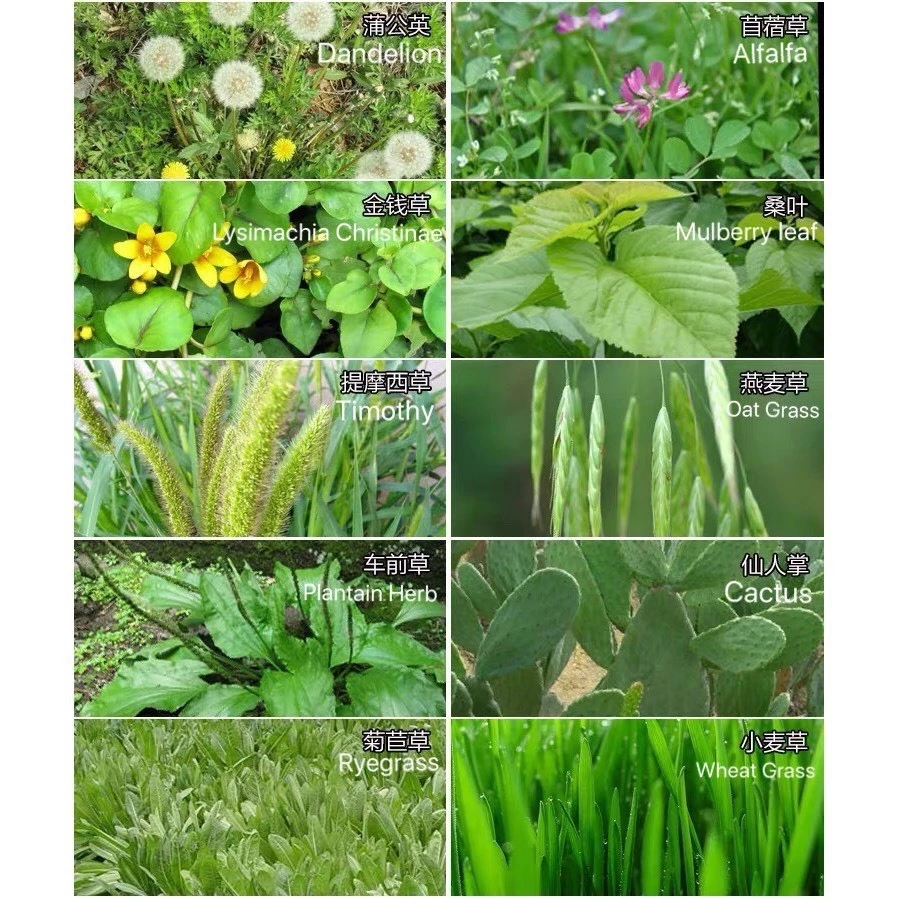 Grass Powder ผงหญ้ารวม​10 ชนิด​ สำหรับเต่าบก ช่วยย่อยอาหาร ลดการเกิดนิ่ว ใช้ผสมกับผัก และ อาหารเต่าบก ภาพที่ 3