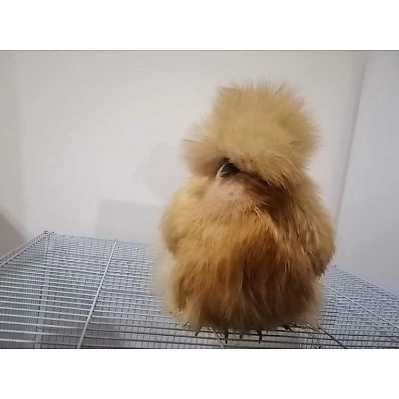 ไข่เชื้อไก่ซิลกี้สีบัฟ​ จากอเมริกา​ ไข่เชื้อสวยงามขนฟูๆ​ ของแท้ไม่จกตาฟูๆแน่นอน ภาพที่ 2