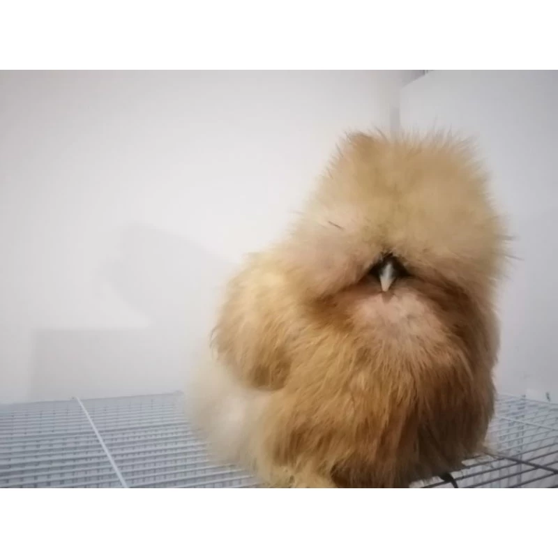 ไข่เชื้อไก่ซิลกี้สีบัฟ​ จากอเมริกา​ ไข่เชื้อสวยงามขนฟูๆ​ ของแท้ไม่จกตาฟูๆแน่นอน ภาพที่ 4