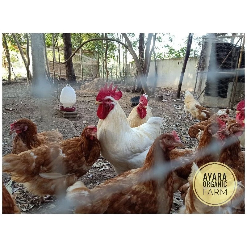 ไข่เชื้อไก่ไข่ไฮบริด 10 แถม 2 เชื้อดีฟักง่าย ภาพที่ 3