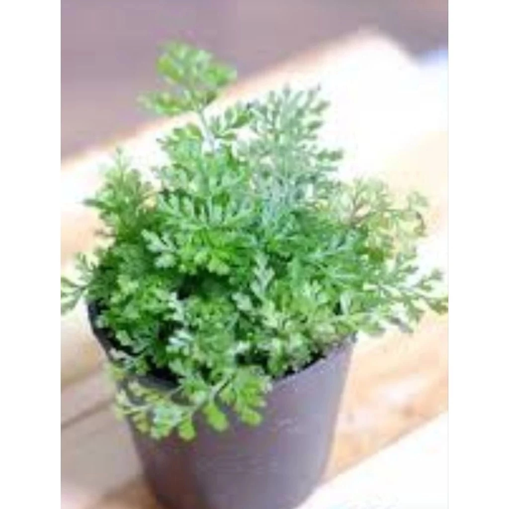 ต้นเฟิร์นใบผักชี สวนขวด จัดสวนน้ำตก ต้นไม้จัดสวนterrarium ต้นไม้คลุมดิน จัดบ้าน ดิน ปุ๋ย กระถาง เมล็ดพันธุ์ ดอกไม้กินได้ ภาพที่ 2
