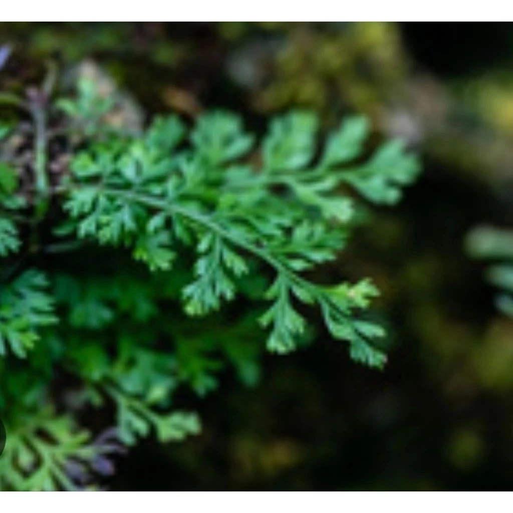 ต้นเฟิร์นใบผักชี สวนขวด จัดสวนน้ำตก ต้นไม้จัดสวนterrarium ต้นไม้คลุมดิน จัดบ้าน ดิน ปุ๋ย กระถาง เมล็ดพันธุ์ ดอกไม้กินได้ ภาพที่ 3
