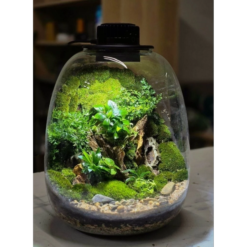 ต้นเฟิร์นใบผักชี สวนขวด ต้นไม้จัดสวนterrarium ต้นไม้คลุมดิน จัดสวนน้ำตก จัดบ้าน ดิน ปุ๋ย กระถาง เมล็ดพันธุ์ ดอกไม้กินได ภาพที่ 5