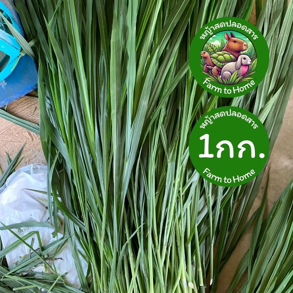 1 กก. ราคาส่ง หญ้าเนเปียร์ สำหรับเต่า กระต่าย คาปิบาร่า (หญ้าเหลือง เคลมได้ทุกกรณี ทักแชทก่อนรีวิวครับ) ภาพที่ 5