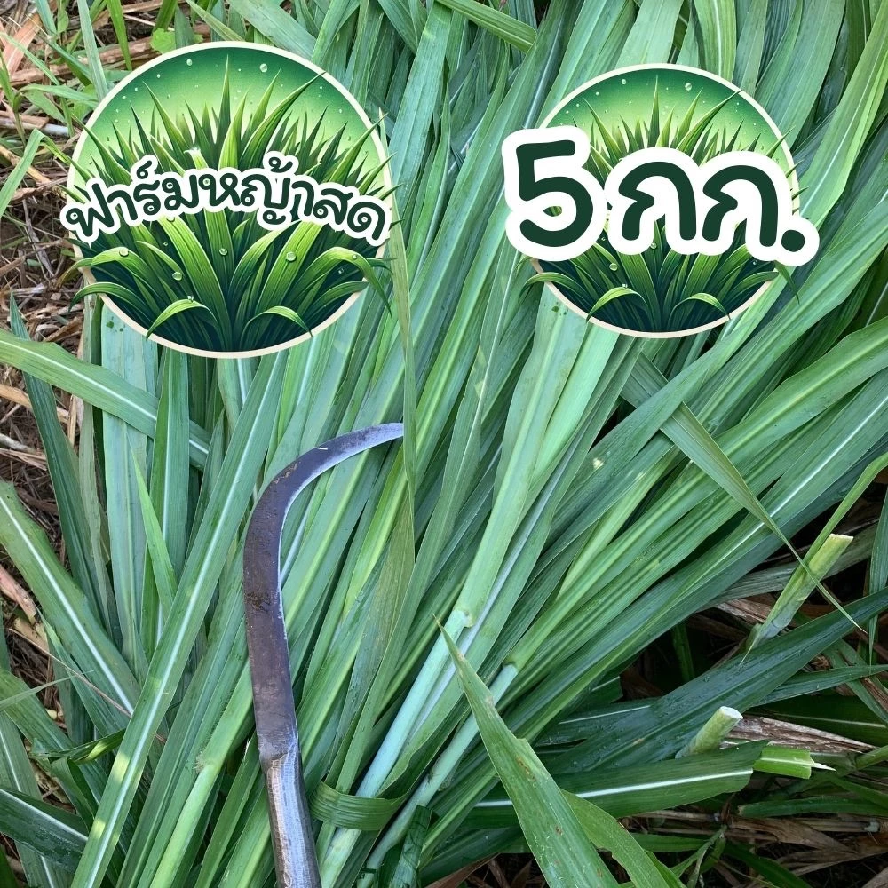 10 กก. หญ้าเนเปียร์ ตัดสดใหม่ทุกวัน ส่งไว ปลอดสารเคมี สำหรับเต่า กระต่าย (หญ้าเหลือง เคลมได้ทุกกรณี ทักแชทก่อนรีวิวครับ) ภาพที่ 3