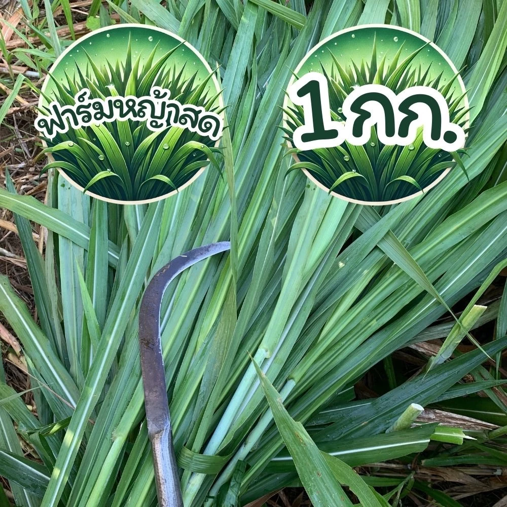 10 กก. หญ้าเนเปียร์ ตัดสดใหม่ทุกวัน ส่งไว ปลอดสารเคมี สำหรับเต่า กระต่าย (หญ้าเหลือง เคลมได้ทุกกรณี ทักแชทก่อนรีวิวครับ) ภาพที่ 5