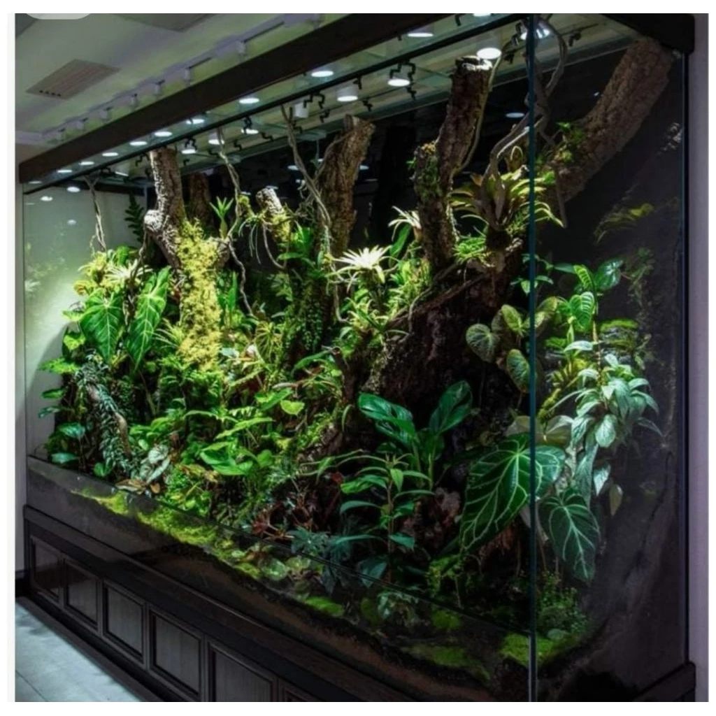 ต้นกาบหอยแครง พืช ต้นไม้ กินแมลง หม้อข้าวหม้อแกงลิง จัดสวนขวด Terrarium สวนถาด กล้วยไม้ เฟิร์น มอสดิ ต้นไม้น้ำ ตู้ปลา ภาพที่ 5