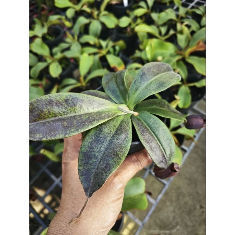 ต้นหม้อข้าวหม้อแกงลิง ต้นไม้กินแมลง สวนถาด เทอราเลี่ยม Terrarium​ มอส เฟริน น้ำตก สวนขวด หิน ดิน โหลแก้ว ต้นไม้ปลอม แต่ง ภาพที่ 2