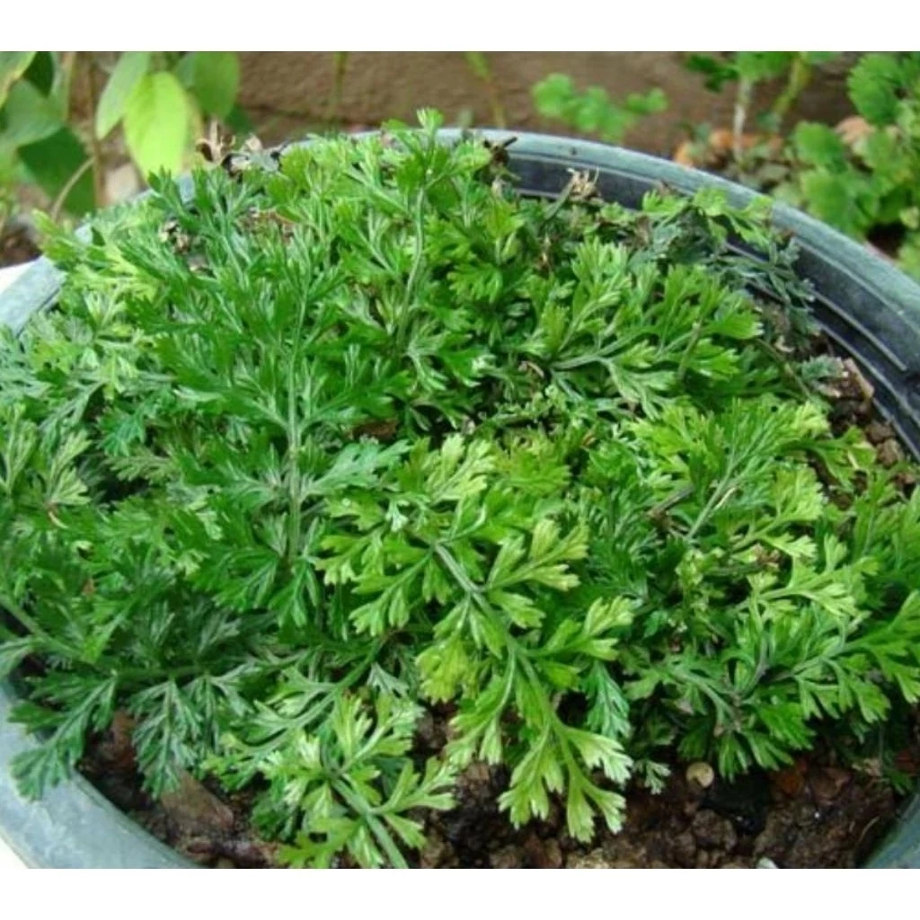 ต้นเฟิร์นใบผักชี สวนขวด ต้นไม้จัดสวนterrarium ต้นไม้คลุมดิน จัดสวนน้ำตก จัดบ้าน ดินปุ๋ย ธรรมชาติ เมล็ดพันธุ์ ดอกไม้กินได ภาพที่ 3