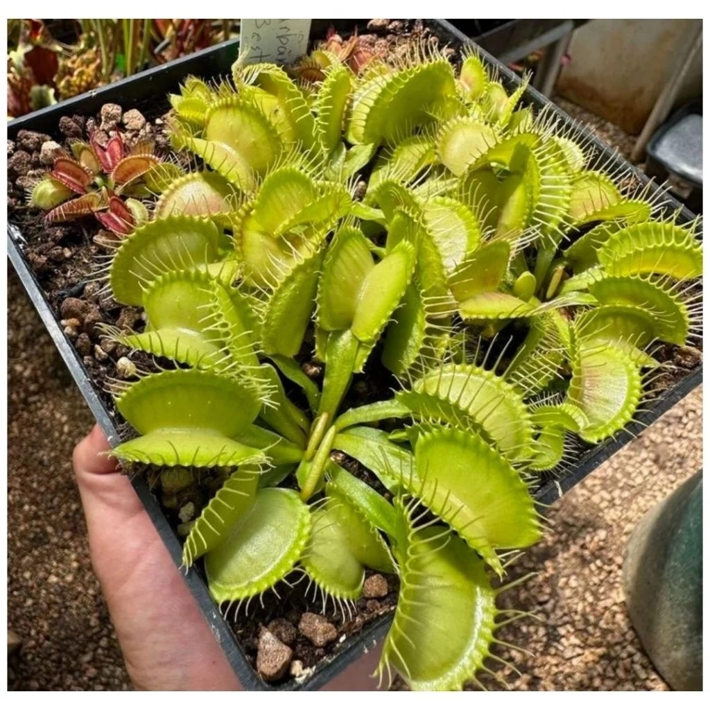 ต้นกาบหอยแครง พืชน้ำ ต้นไม้ กินแมลง หม้อข้าวหม้อแกงลิง จัดสวนขวด Terrarium สวนถาด กล้วยไม้ เฟิร์น มอสดิ ต้นไม้น้ำ ตู้ปลา ภาพที่ 2