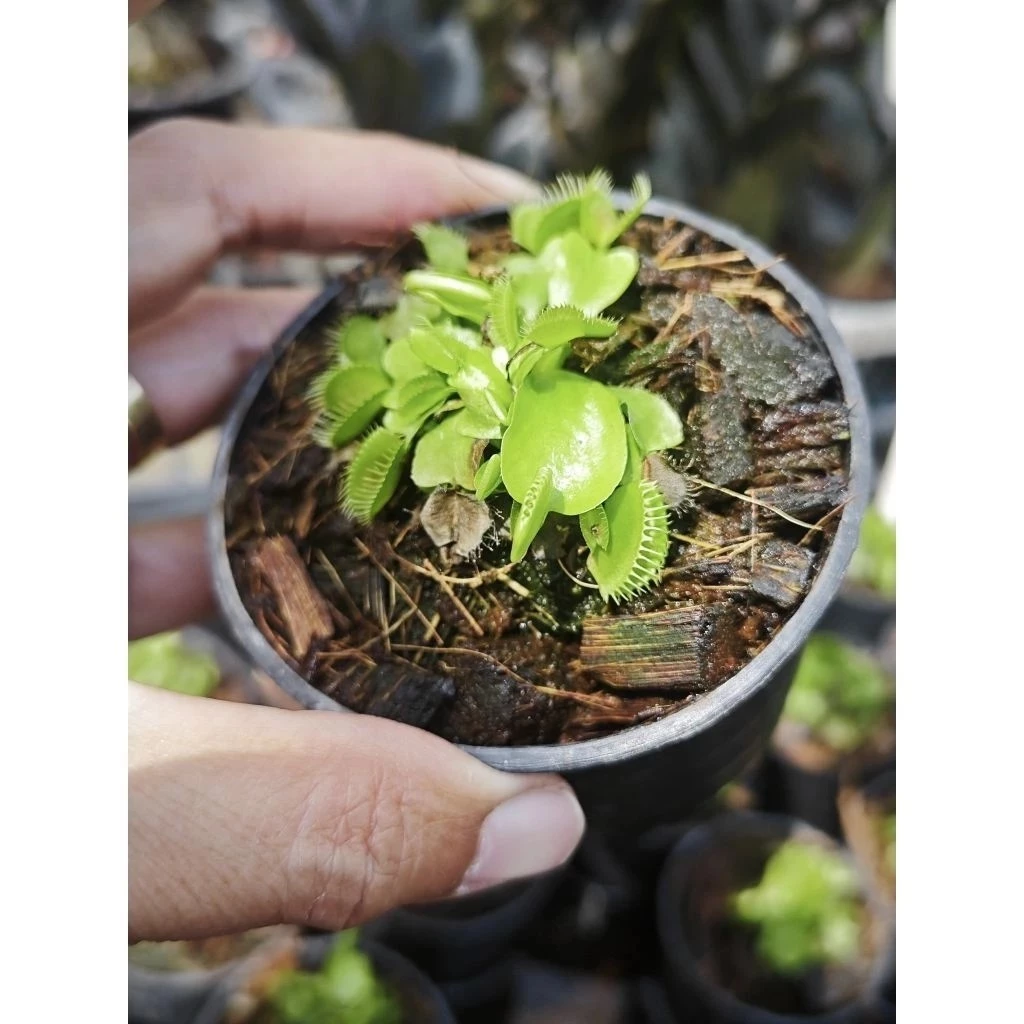 ต้นกาบหอยแครง พืชน้ำ ต้นไม้ กินแมลง หม้อข้าวหม้อแกงลิง จัดสวนขวด Terrarium สวนถาด กล้วยไม้ เฟิร์น มอสดิ ต้นไม้น้ำ ตู้ปลา ภาพที่ 3