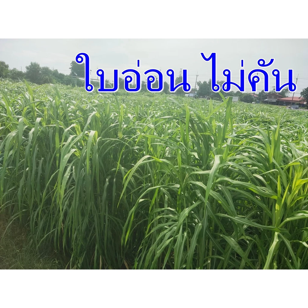 พันธุ์หญ้าเนเปียซุปเปอร์ลีพ ท้ายเขื่อน (300ท่อน) เนเปียโตไว หญ้าสายพันธุ์ใหม่ทนแล้ง ภาพที่ 3