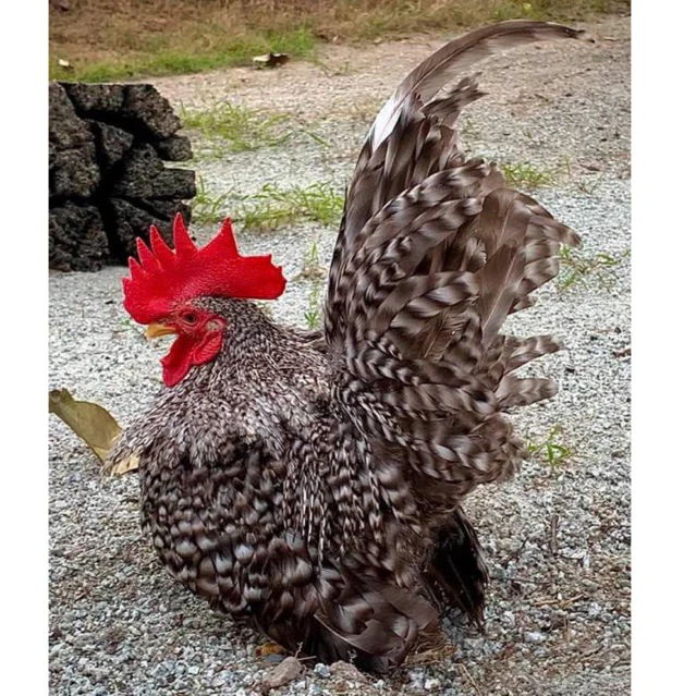ไข่เชื้อ ไข่ไก่แจ้สีบาร์ ภาพที่ 3