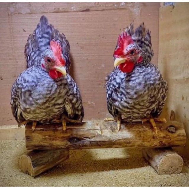ไข่เชื้อ ไข่ไก่แจ้สีบาร์ ภาพที่ 4