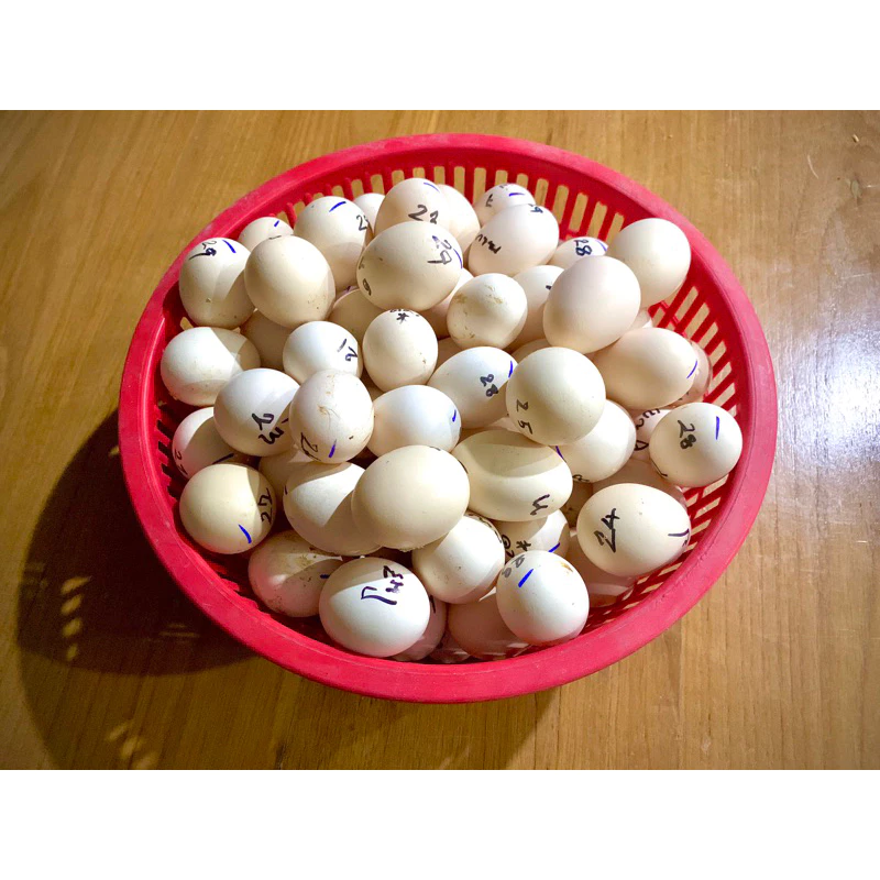 ไข่เชื้อ ไข่ไก่แจ้สีบาร์ ภาพที่ 5