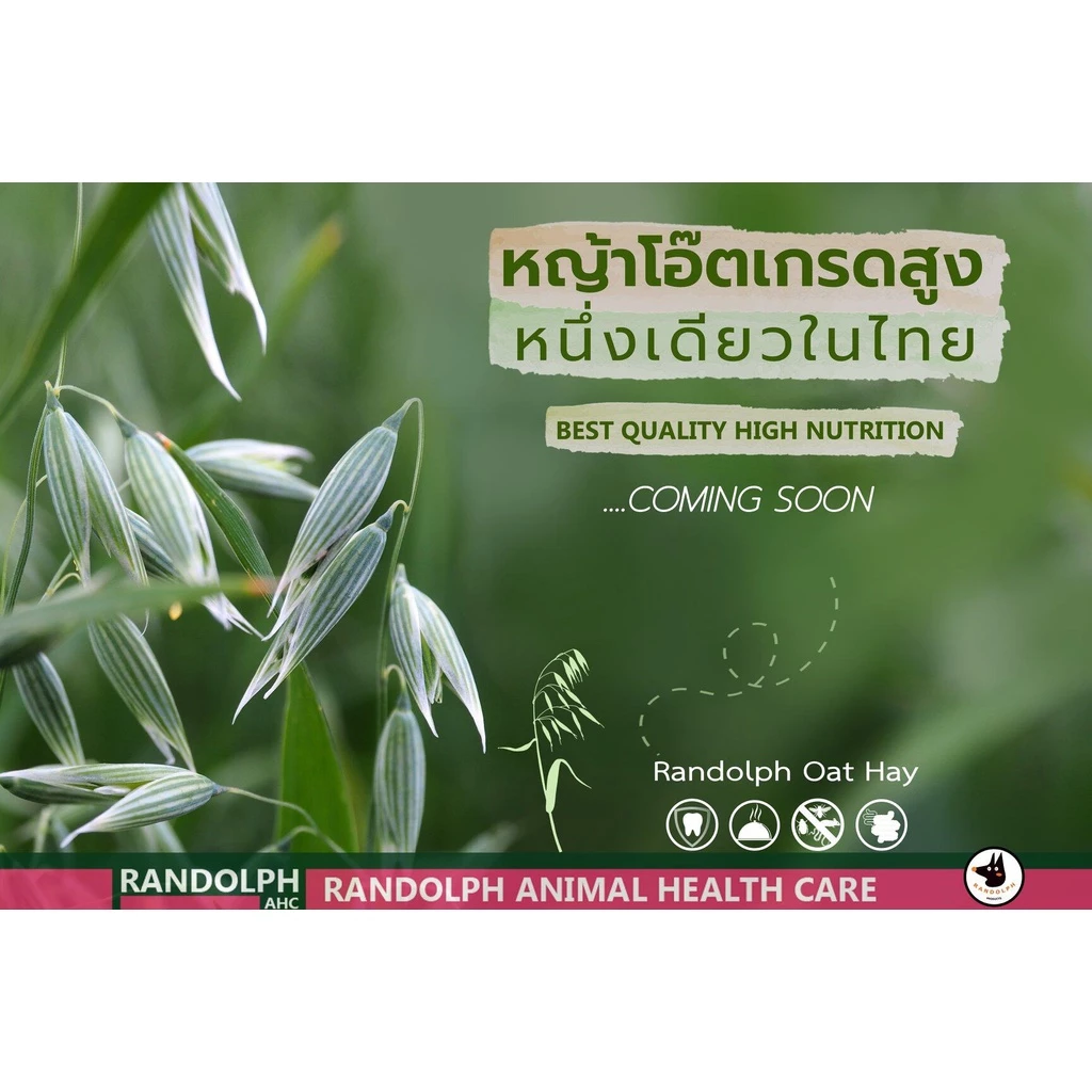 Randolph Oat Hay 500g หญ้าโอ๊ตพรีเมียมนำเข้าจากออสเตรเลีย สำหรับกระต่าย แกสบี้ ชินชิลล่า ภาพที่ 4