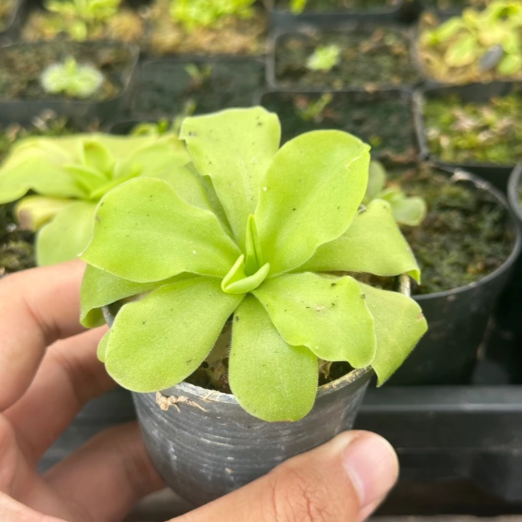 พิงกุย สีชมพู (Pinguicula Sethos) ไม้กินแมลง, พืชกินแมลง ภาพที่ 2