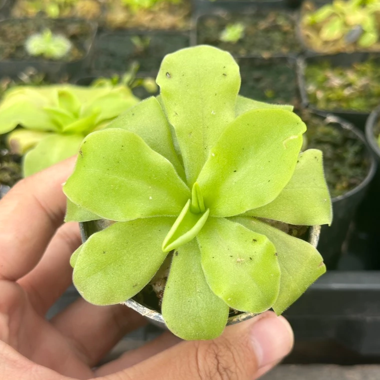 พิงกุย สีชมพู (Pinguicula Sethos) ไม้กินแมลง, พืชกินแมลง ภาพที่ 3