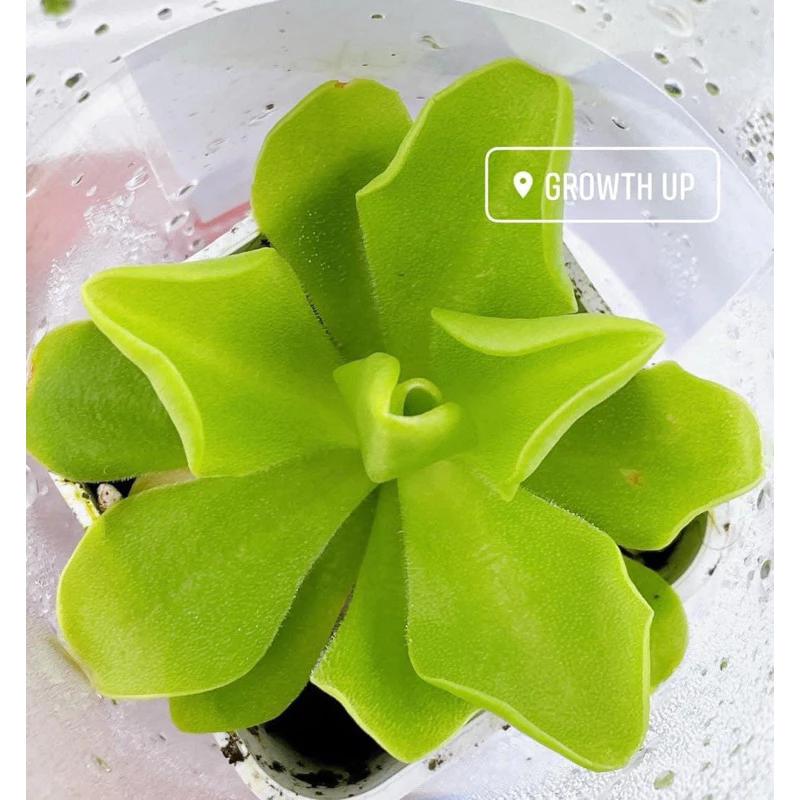 ไม้กินแมลง พิงกุย : Pinguicula ไม้เนื้อเยื่อ ภาพที่ 2