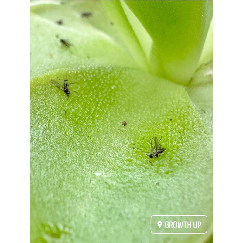 ไม้กินแมลง พิงกุย : Pinguicula ไม้เนื้อเยื่อ ภาพที่ 4