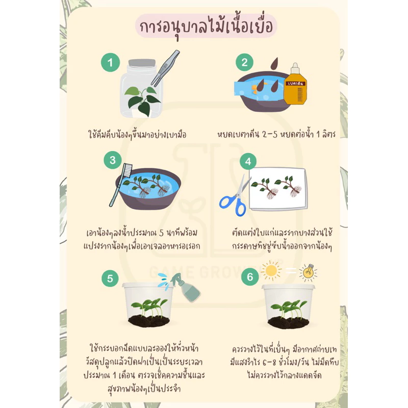ไม้กินแมลง กาบหอยแครง: Dionaea Muscipula ไม้เนื้อเยื่อ ภาพที่ 5