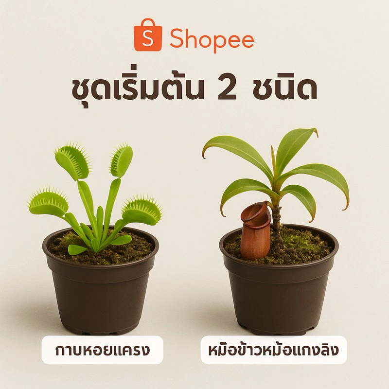 Set พิเศษ! รวมดาวเด่น “ไม้กินแมลง” สำหรับนักสะสมและมือใหม่ กาบหอยแครง หม้อข้าวหม้อแกงลิง หยาดน้ำค้าง ซาราซีเนีย ต้นจริง ภาพที่ 5