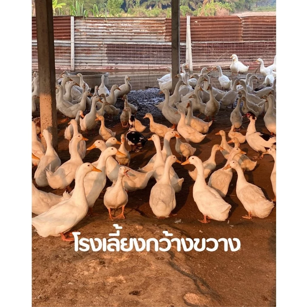 ไข่เชื้อเป็ดอี้เหลียง มีเชื้อแน่นอน เลี้ยงง่ายโตเร็ว ภาพที่ 3