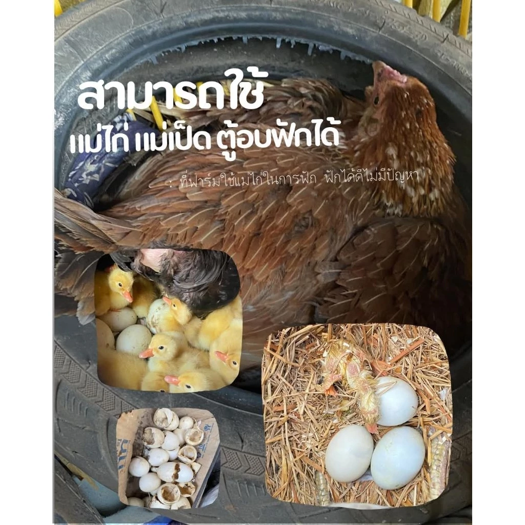 ไข่เชื้อเป็ดอี้เหลียง มีเชื้อแน่นอน เลี้ยงง่ายโตเร็ว ภาพที่ 5