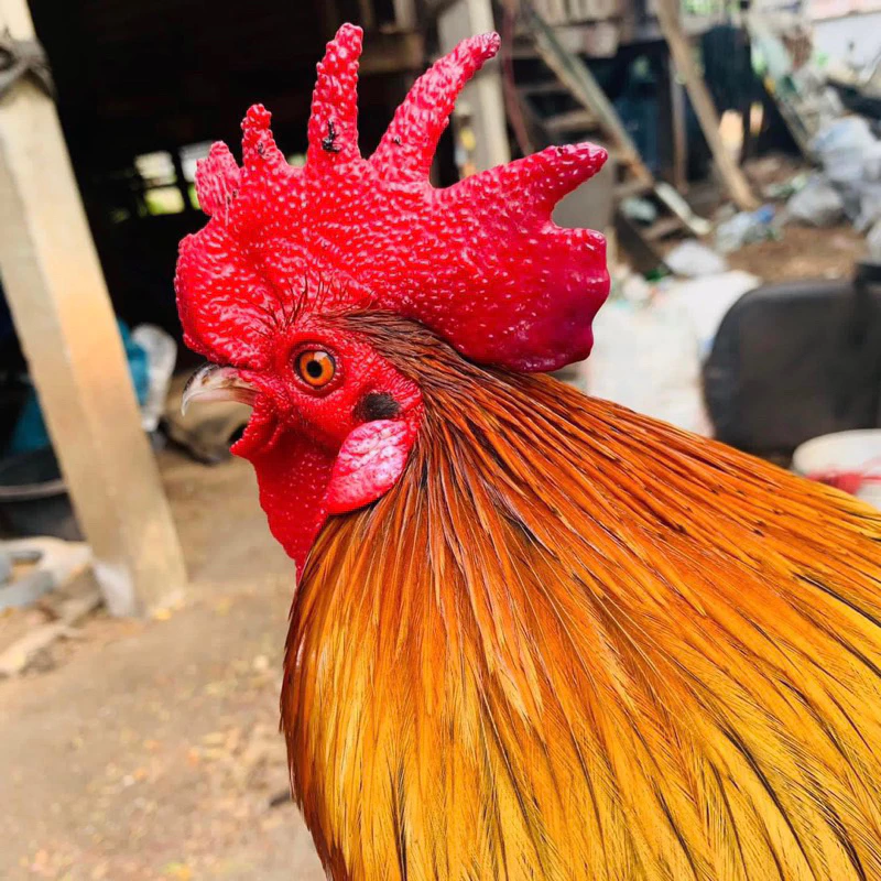 ไข่เชื้อไก่ป่า ไก่หูขาว สำหรับนำไปฟัก ไข่มีเชื้อ ใบละ20บาท (สั่ง 5ใบ แถมฟรี 1ใบ) ภาพที่ 3