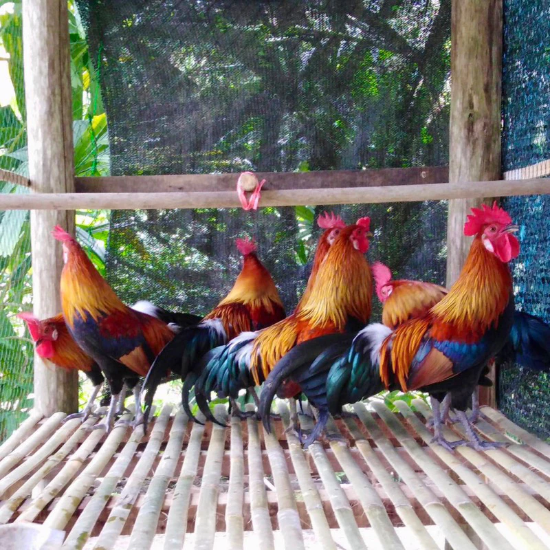 ไข่เชื้อไก่ป่า ไก่หูขาว สำหรับนำไปฟัก ไข่มีเชื้อ ใบละ20บาท (สั่ง 5ใบ แถมฟรี 1ใบ) ภาพที่ 4
