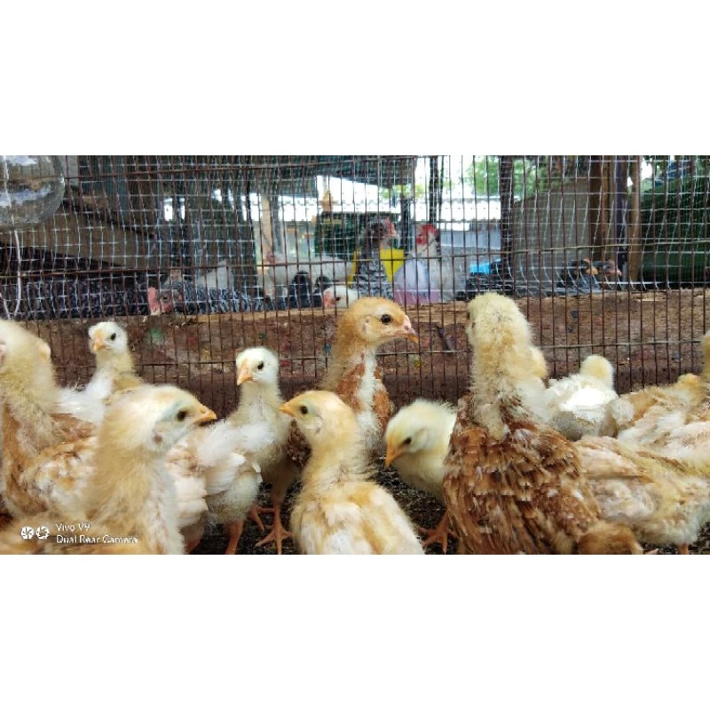 ไข่เชื้อไก่ไข่ไฮบริด ภาพที่ 3
