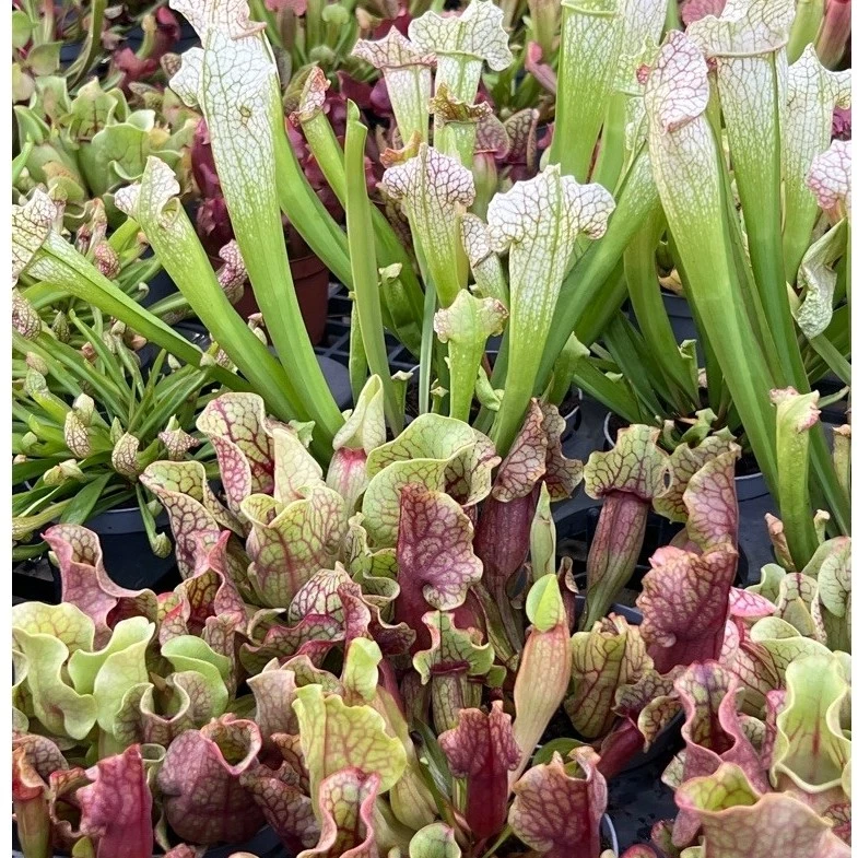 ต้นไม้กินแมลง ซาลาซีเนีย Sarracenia กระถาง 10.5 ซม ไม้นำเข้า ภาพที่ 3