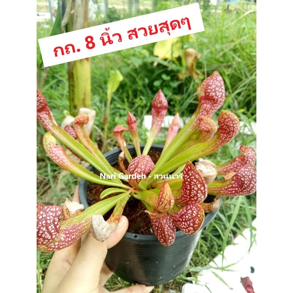 (ไม้กอพุ่ม-ส่งทั้งกระถาง 8 นิ้ว) ต้นซาราซิเนีย พันธุ์ สกาเล็ตเบล (Sarracenia x Scaret belle) ไม้กินแมลง ใบกระเปราะสวย ภาพที่ 2