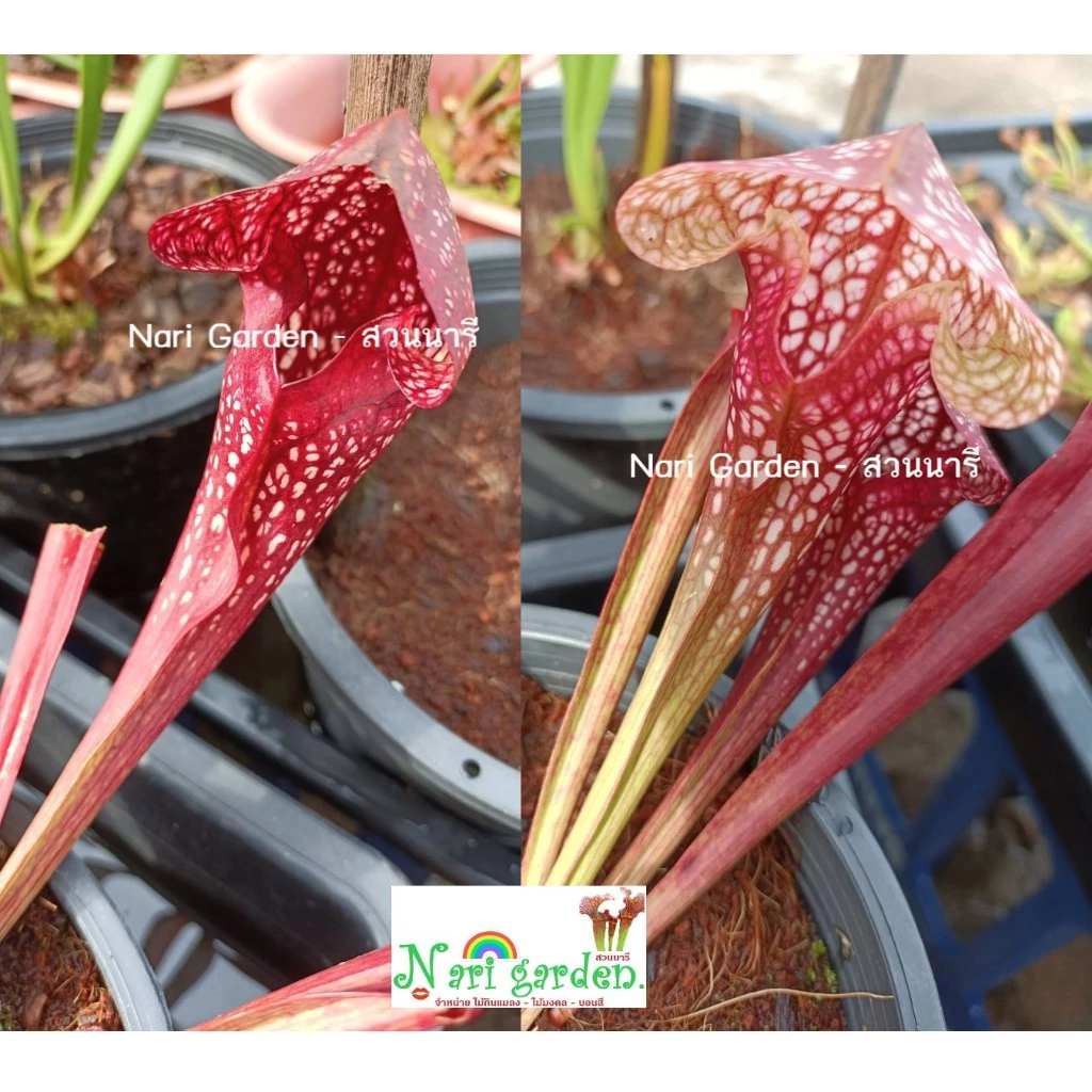 (ไม้กอพุ่ม-ส่งทั้งกระถาง 8 นิ้ว) ต้นซาราซิเนีย พันธุ์ สกาเล็ตเบล (Sarracenia x Scaret belle) ไม้กินแมลง ใบกระเปราะสวย ภาพที่ 4