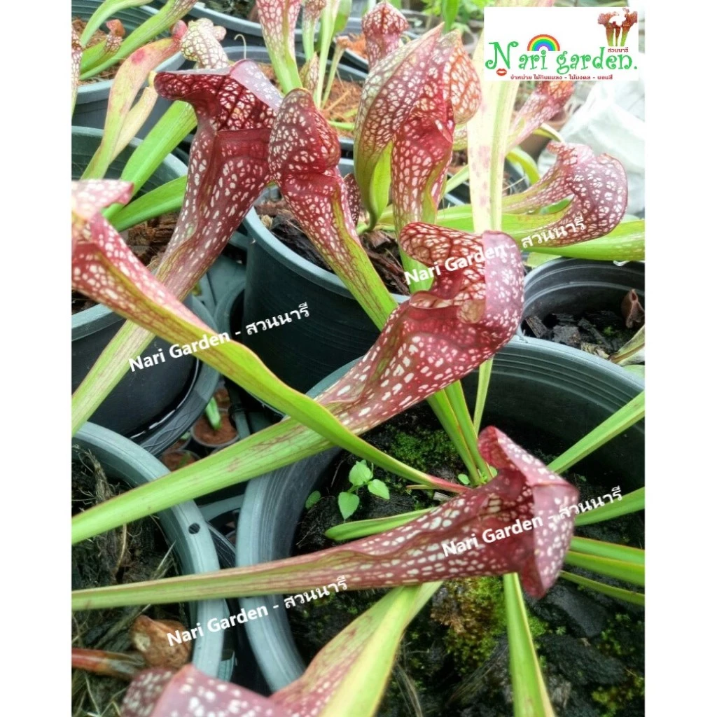 (ไม้กอพุ่ม-ส่งทั้งกระถาง 8 นิ้ว) ต้นซาราซิเนีย พันธุ์ สกาเล็ตเบล (Sarracenia x Scaret belle) ไม้กินแมลง ใบกระเปราะสวย ภาพที่ 5