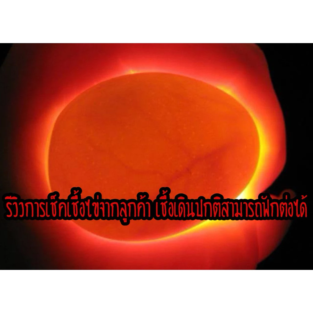 ไข่เชื้อไก่ชน ลูกกุมารจีน รับประกันเชื้อ จัดส่งด่วนทั่วประเทศ ภาพที่ 4