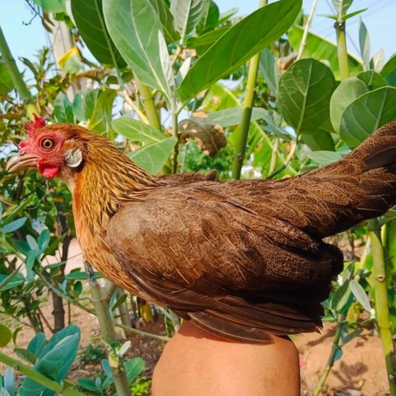 ไข่เชื้อไก่ป่า ไก่หูขาว สำหรับนำไปฟัก ไข่มีเชื้อ (สั่ง 5ใบ แถมฟรี 1ใบ) ภาพที่ 2