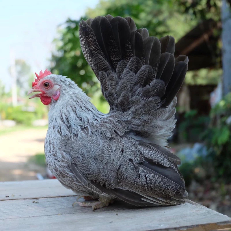 ไข่เชื้อไก่แจ้ สีเบญจรงค์ ขาสั้นตอ สำหรับนำไปฟัก ไข่มีเชื้อ ใบละ40 บาท ซื้อ5ใบ แถมฟรี1ใบ (พ่อแม่พันธุ์ตามรูปเลยครับ) ภาพที่ 2