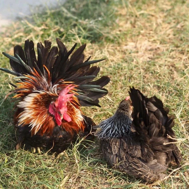 ไข่เชื้อไก่แจ้ สีเบญจรงค์ ขาสั้นตอ สำหรับนำไปฟัก ไข่มีเชื้อ ใบละ40 บาท ซื้อ5ใบ แถมฟรี1ใบ (พ่อแม่พันธุ์ตามรูปเลยครับ) ภาพที่ 3