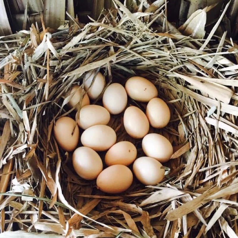 ไข่เชื้อไก่แจ้ สีเบญจรงค์ ขาสั้นตอ สำหรับนำไปฟัก ไข่มีเชื้อ ใบละ40 บาท ซื้อ5ใบ แถมฟรี1ใบ (พ่อแม่พันธุ์ตามรูปเลยครับ) ภาพที่ 5