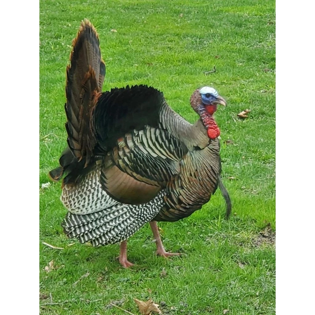 ไข่เชื้อไก่งวง (อังกฤษ: Turkey) แบบสวยๆเป็นไก่เลี้ยงสวยงาม กินไข่ได้กินเนื้อได้ อร่อยมาก ภาพที่ 5