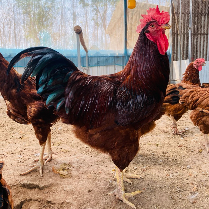 ไข่เชื้อ ไก่ไข่โรดไอแลนด์เรด สายพันธุ์แท้ ภาพที่ 4