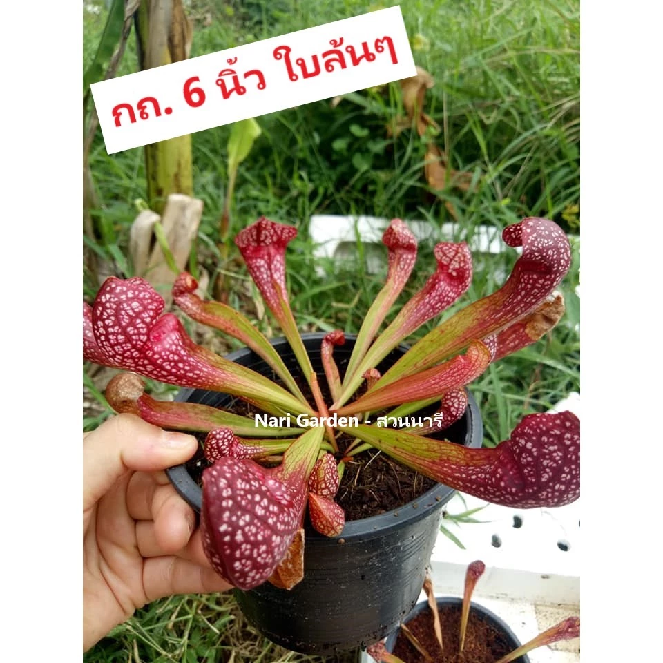 ต้นซาราซิเนีย พันธุ์ สกาเล็ตเบล (Sarracenia x Scaret belle) (ส่งทั้งกระถาง 3 - 8 นิ้ว) ไม้กินแมลง ใบกระเปราะสวย ชอบแดด ภาพที่ 4