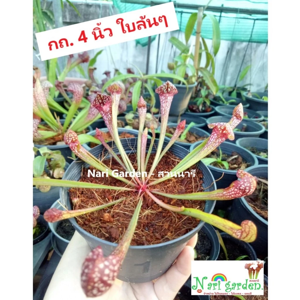 ต้นซาราซิเนีย พันธุ์ สกาเล็ตเบล (Sarracenia x Scaret belle) (ส่งทั้งกระถาง 3 - 8 นิ้ว) ไม้กินแมลง ใบกระเปราะสวย ชอบแดด ภาพที่ 5