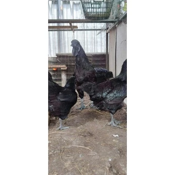 ไข่เชื้อไก่ดำอินโดจีน ดำสะใจ ตัวใหญ่ ไข่ดก สำหรับฟักในตู้ฟัก แพ็คละ 4 ใบ ภาพที่ 5
