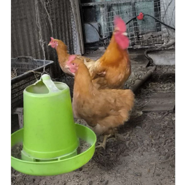 ไข่เชื้อ ไก่เบตง ไก่เนื้อเบตง ไข่สำหรับฟักในตู้ฟัก ราคาต่อ 3ใบ ภาพที่ 2