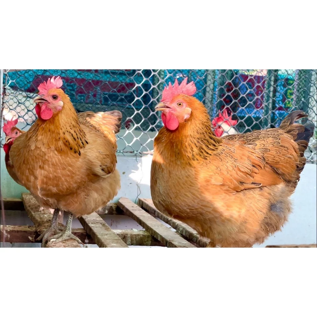 ไข่เชื้อไก่เหวิงซาง (ไก่ไหหลำ) เนื้อไก่ที่อร่อยที่สุดในโลกจากประเทศจีน ไก่ไข่และไก่เนื้อ ภาพที่ 2